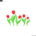 Red tulips. Spring flowers. Isolated tulips with leaves on white background Royalty Free Stock Photo